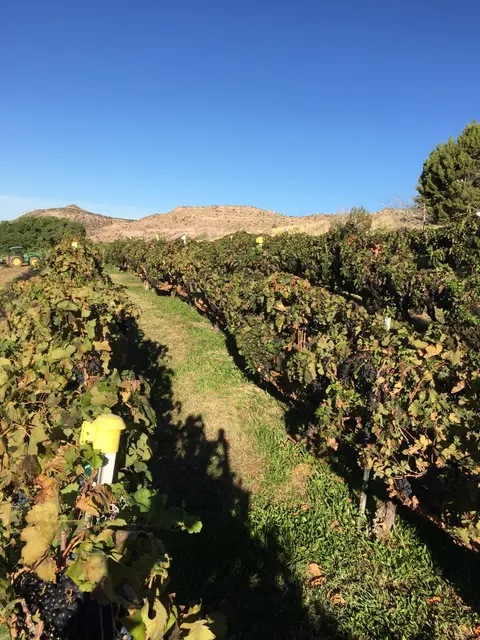 Rows of grapevines in a vineyard with hills in the background.