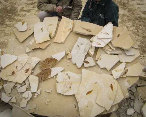 Two people examine stone slabs containing fossils.
