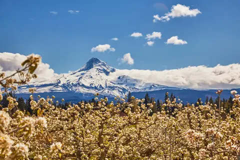 A snow-capped mountain rises behind an orchard of blooming white flowers under a blue sky with clouds.
