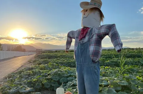 A scarecrow stands in a field during sunset.