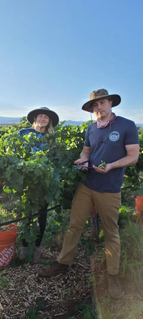 Two people working in a vineyard harvesting grapes.