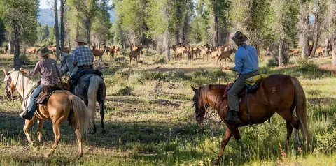 Three people on horseback ride through a wooded landscape with elk in the background.
