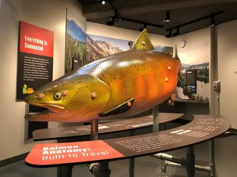 A large model of a salmon is on display in an indoor exhibit.