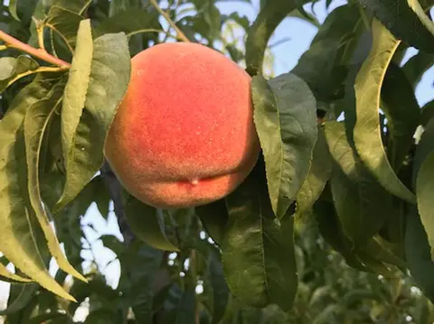 A ripe peach hangs on a tree branch among green leaves.