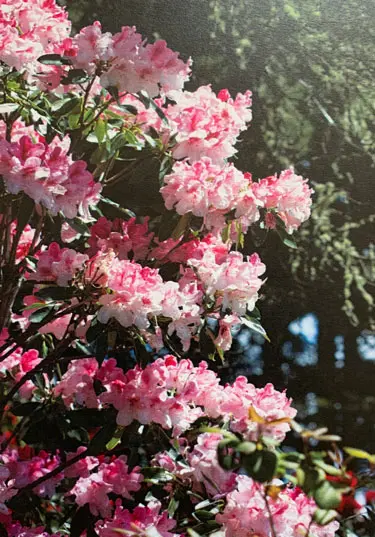 A close-up of blooming pink rhododendron flowers on a bush.