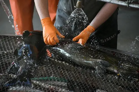 A person wearing orange gloves cleans fish with running water.