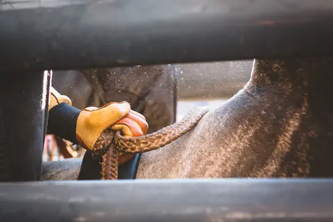A gloved hand holds a braided rope on an animal seen through a fence.