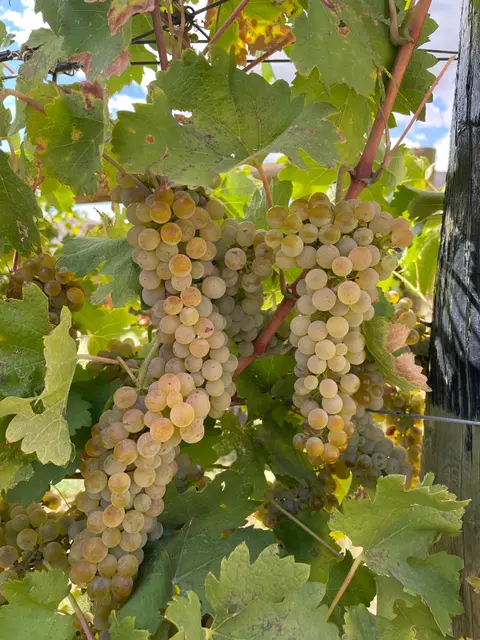 Clusters of green grapes hanging on the vine among green leaves.