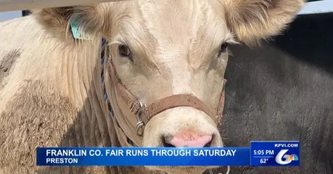 A close-up photograph of a cow wearing a halter, with a news chyron at the bottom.