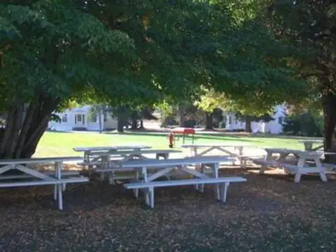 Several white picnic tables are placed under the shade of trees in a park.