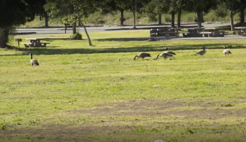 Several geese graze on a grassy park area with picnic tables in the background.