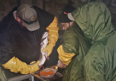 People handle a fish to collect roe into a bowl.