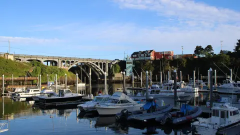 A marina with docked boats and a large concrete bridge in the background.