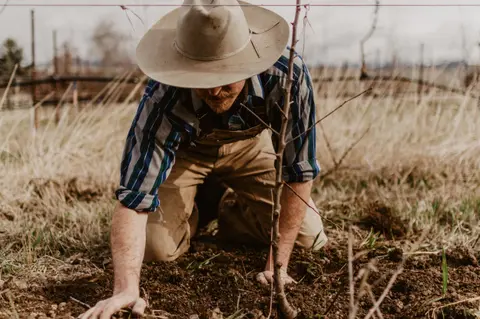 A person wearing a hat and overalls kneels on the ground to tend to a young plant.