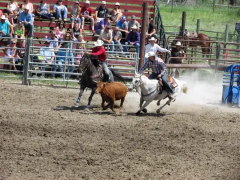 Two cowboys on horseback herd a steer in a rodeo arena.