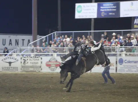 A cowboy rides a bucking horse at a rodeo event.