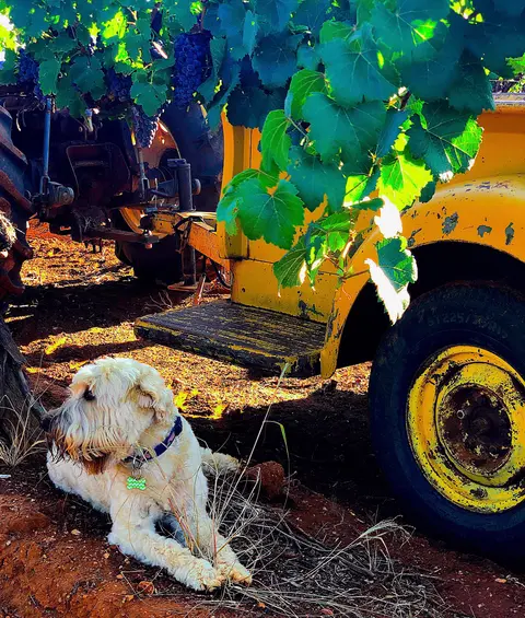A fluffy dog lies in the dirt beneath a yellow farm vehicle parked among grapevines.