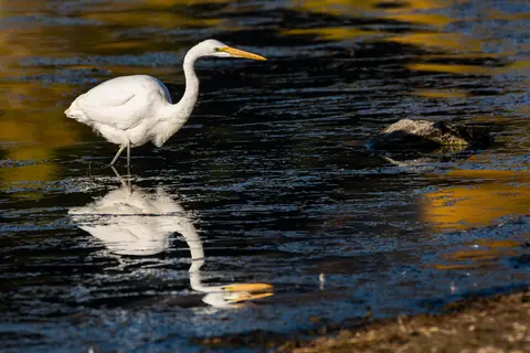 A white egret stands in shallow water with its reflection visible.