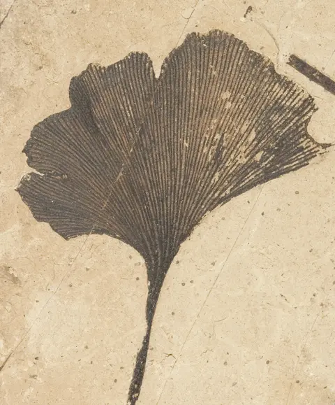 A close-up photograph of a fossilized leaf embedded in rock.
