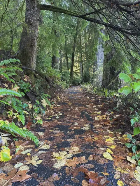 A narrow path through a lush forest is covered with fallen leaves.