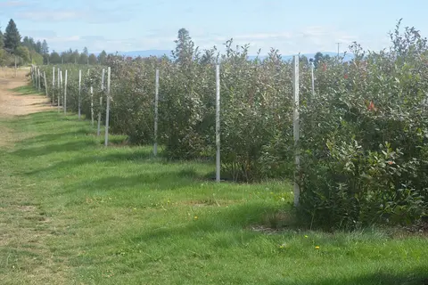 Rows of berry bushes growing in an outdoor field.