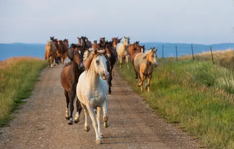 A herd of horses runs down a dirt path.