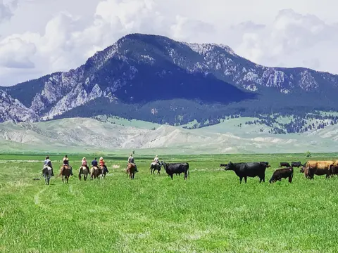 People ride horses through a green pasture with cattle grazing in front of a large mountain.