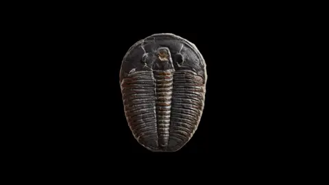 A fossilized trilobite is centered against a black background.