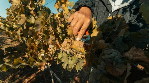 A person uses pruning shears to harvest grapes from a vine.