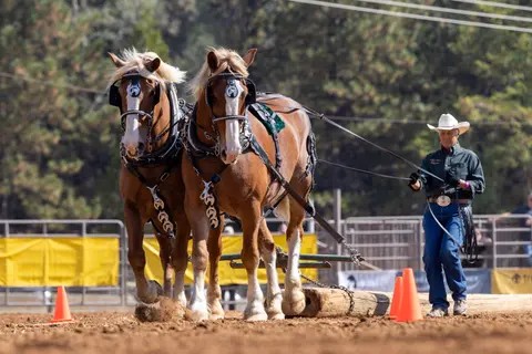 A team of draft horses pulls a heavy log while being guided by a driver in an arena.