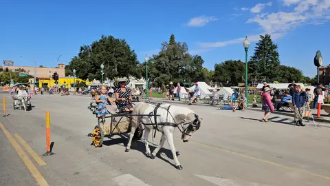 A horse-drawn carriage moves down a street during an outdoor event.