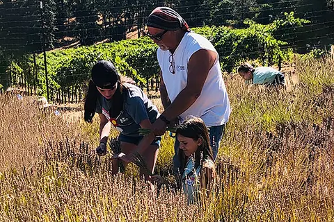 People harvesting lavender in a field.