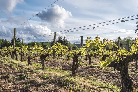 A view of rows of grapevines in a vineyard under a partly cloudy sky.