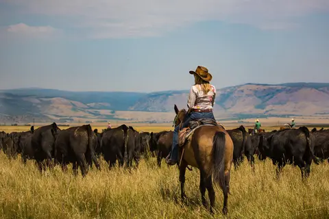 A person on horseback watches a herd of cattle in a grassy field with mountains in the background.