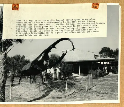 A vintage photograph shows a large beetle sculpture displayed outdoors in front of a building.