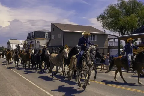 Cowboys ride horses leading a herd down a paved street.