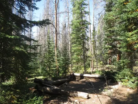 A forest landscape with green and dead trees surrounding a clearing with fallen logs.