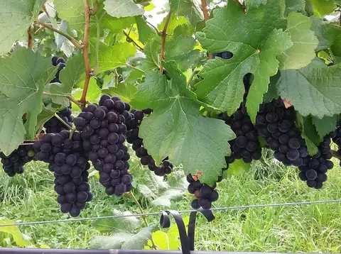 Clusters of purple grapes hanging on a vine with green leaves.