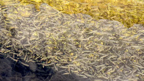 A massive school of small fish swims in clear, shallow water over a rocky bottom.
