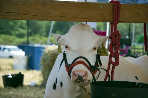 A white cow with black spots looks towards the camera behind a wooden fence.