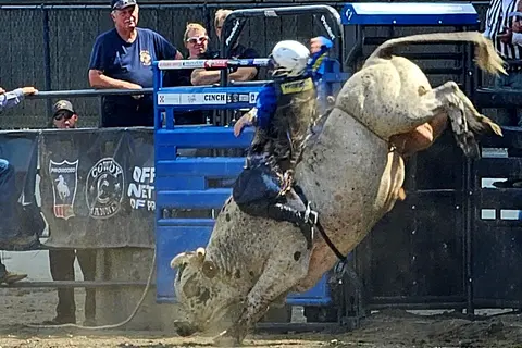 A bull rider rides a bucking bull coming out of the chute at a rodeo.