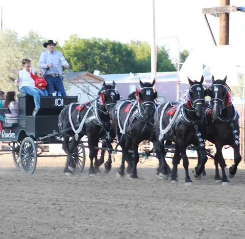 A carriage pulled by a team of four black horses outdoors.