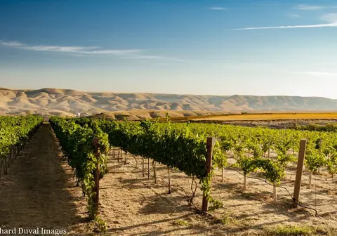 A view of a vineyard with rows of grapevines and hills in the background.