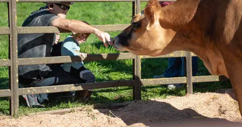 A man and child reach through a fence to touch a cow's nose.
