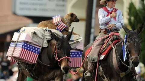 A person riding a mule in a parade with another packed mule carrying a dog.
