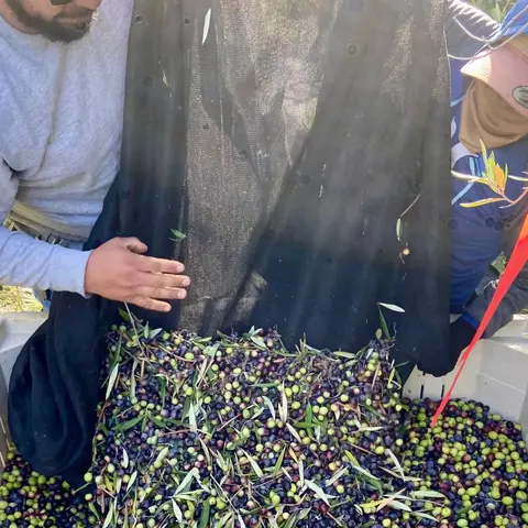 Two workers empty a net full of freshly harvested olives into a large bin.