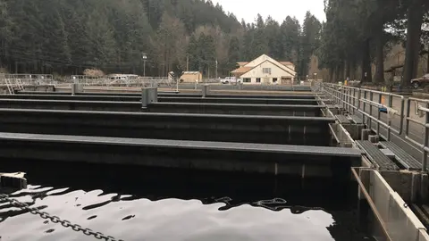 An outdoor fish hatchery facility with long concrete raceways surrounded by trees.