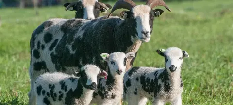 A horned sheep with black and white spots stands in a grassy field with three small lambs.
