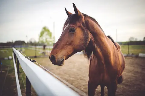 A brown horse stands in an enclosure behind a fence.