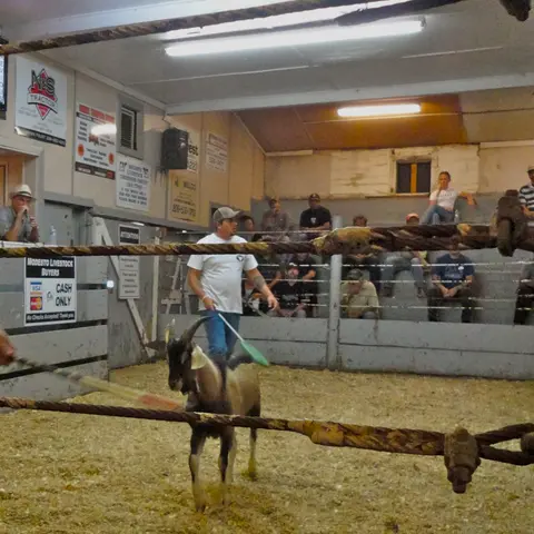 A man with a paddle is in an indoor auction ring with a goat while people watch from tiered seating.